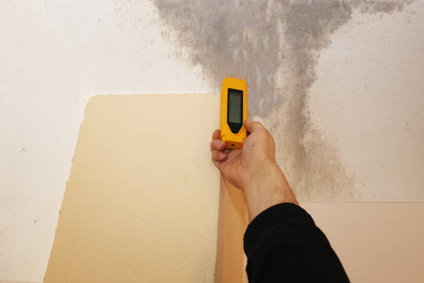 Best Basement Mold Removal  in Saline, MI