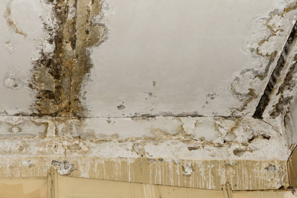 Best Mold Removal for HVAC Installations  in Saline, MI